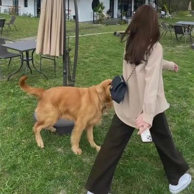 笑盗江湖